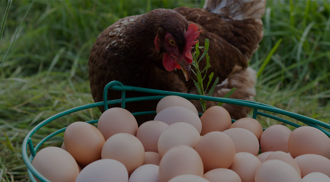 RI Local Food Count 2022 Report