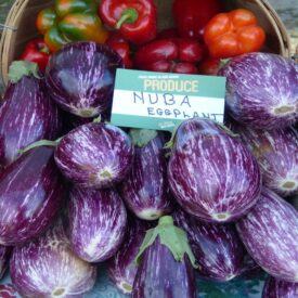 Nuba Eggplant 