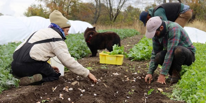 Get Involved - Community Farm Land Trust