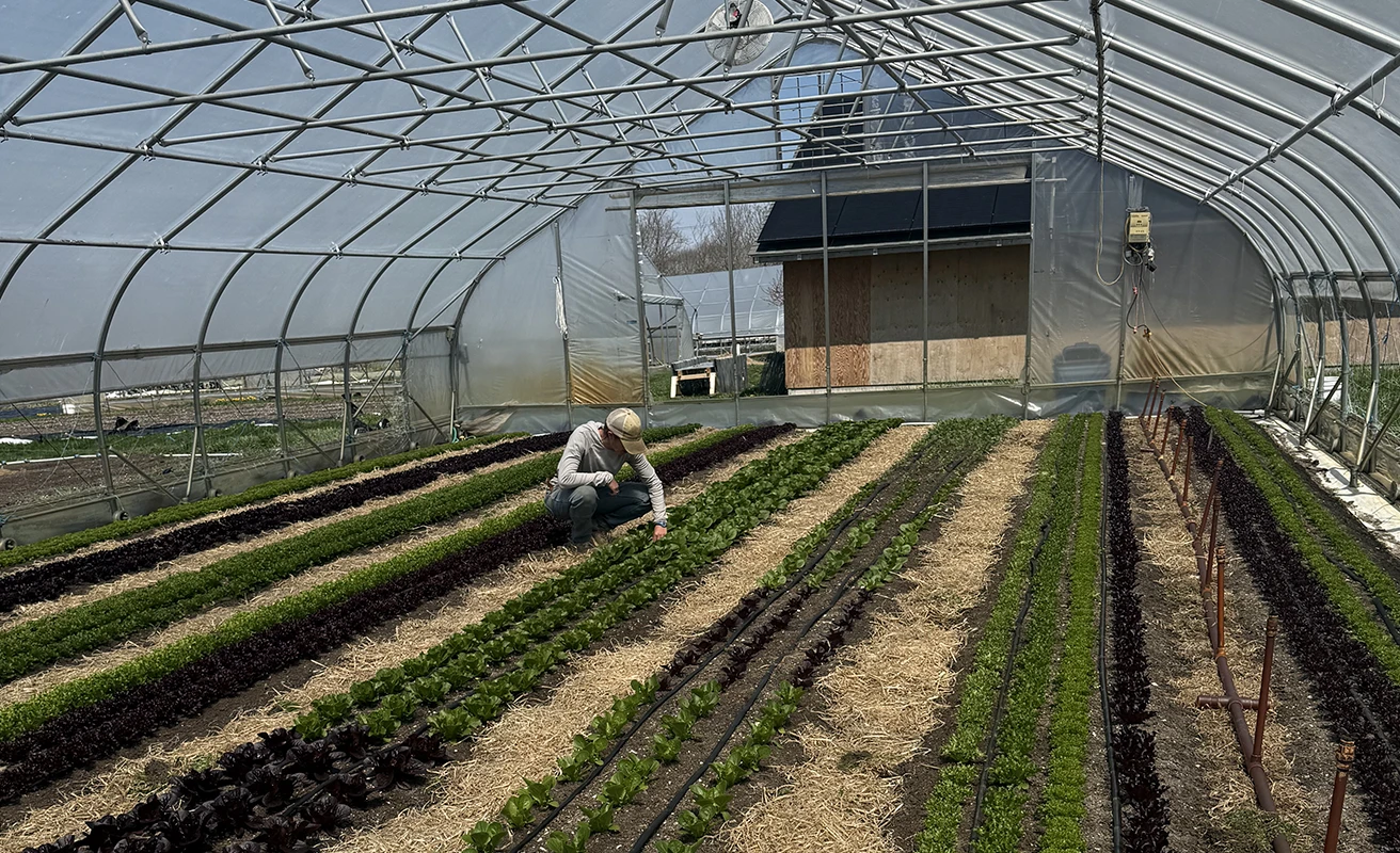 Image Block Roots Farm, person picking crops