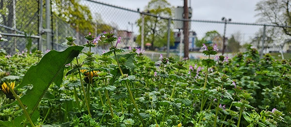 Sharing garden at Davis Park in Providence, RI; an urban farm supported by the Rhode Island Food Policy Council.
